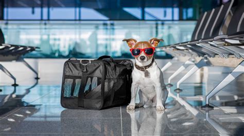 Volaris flying with pets